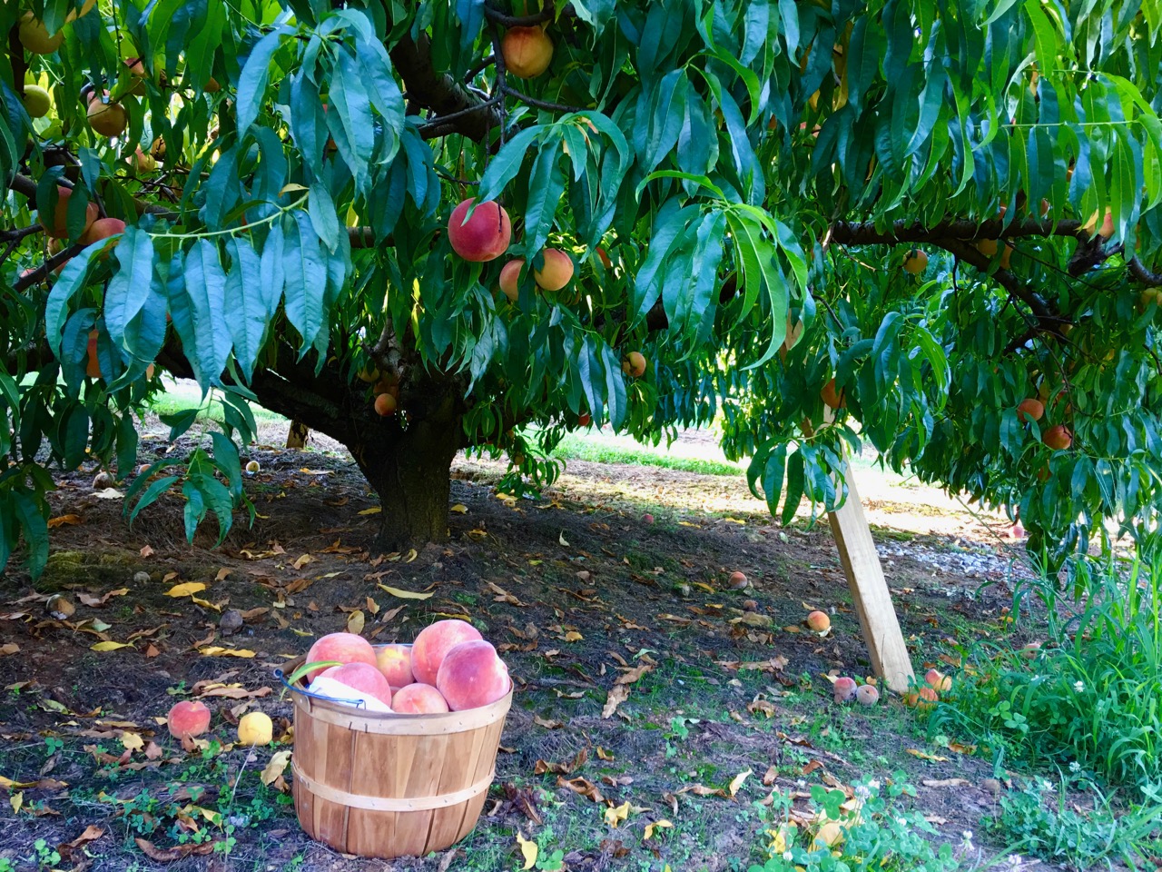 Peach Picking in Tennessee Edible Nashville