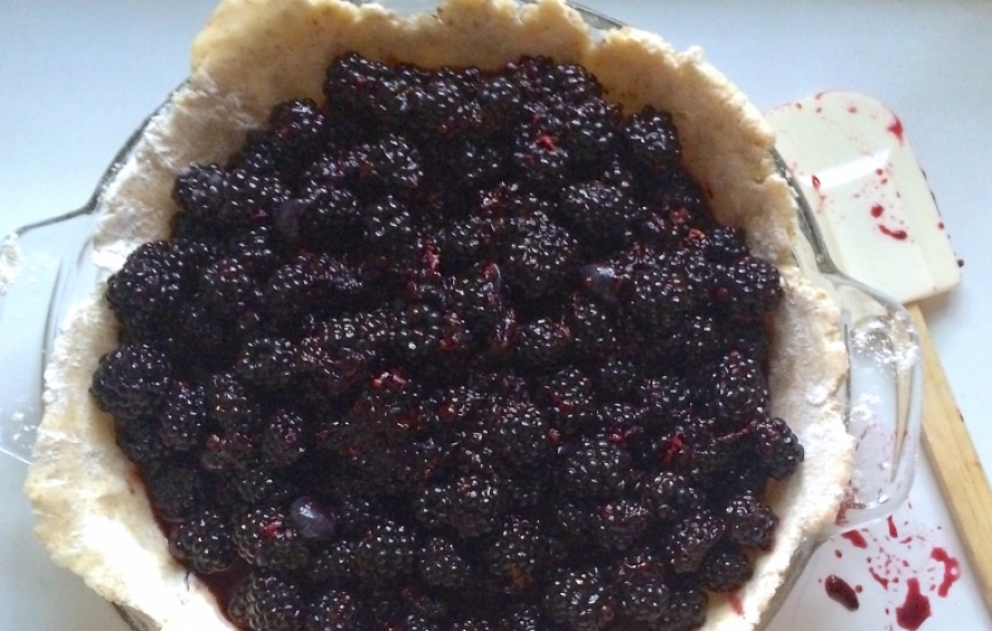 sweetie pie blackberry in pots
