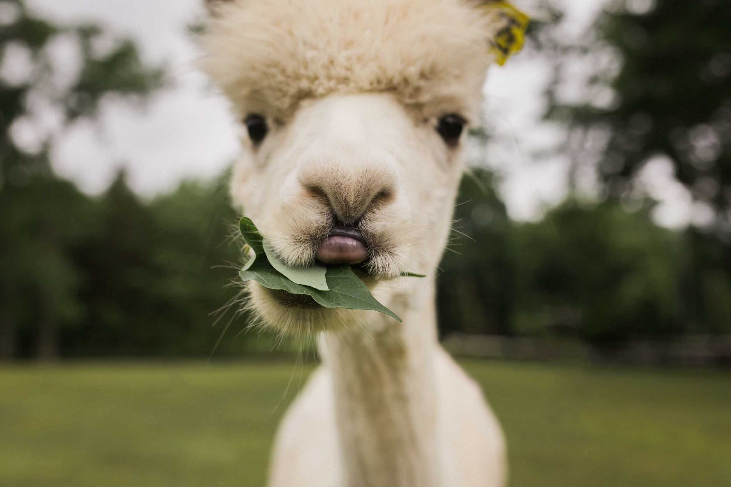alpaca1.jpg