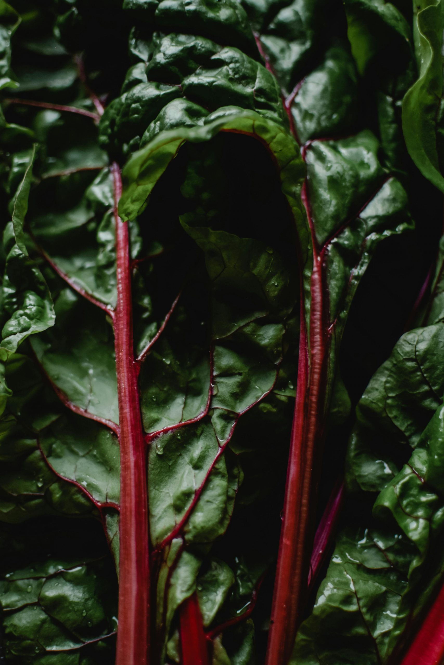 Tonya Bradford's Creamy Swiss Chard - Edible Nashville