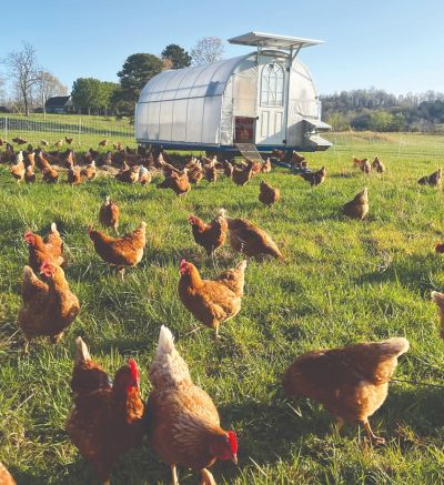 One of Sunnyside's mobile coops where chickens graze freely. (Sunnyside Egg Company)